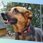 schäferhund rottweiler mix