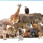 tiere die mit a beginnen